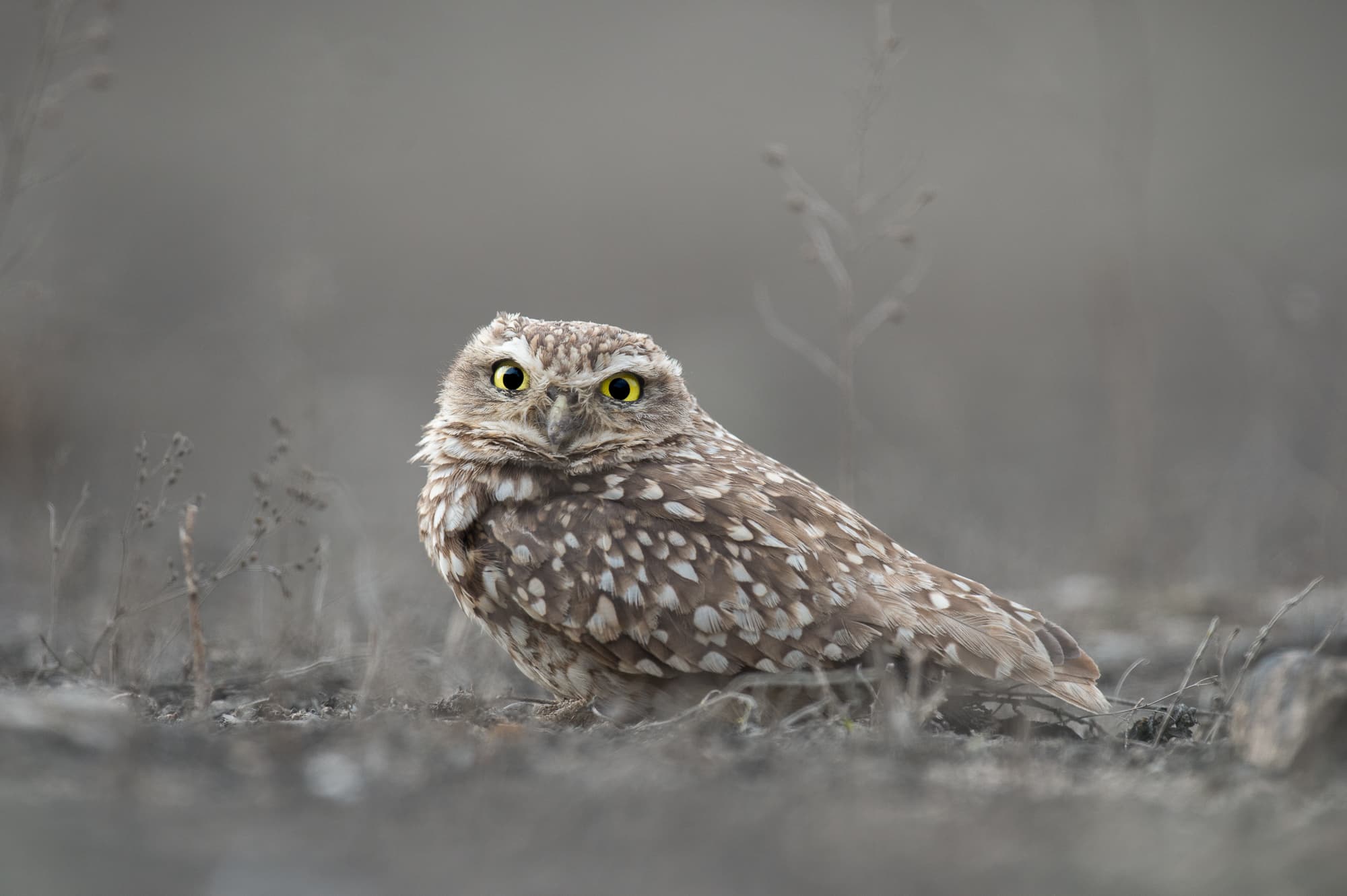Burrowing Owl on the desert floor at Lomas de Lachay, near Lima, Peru