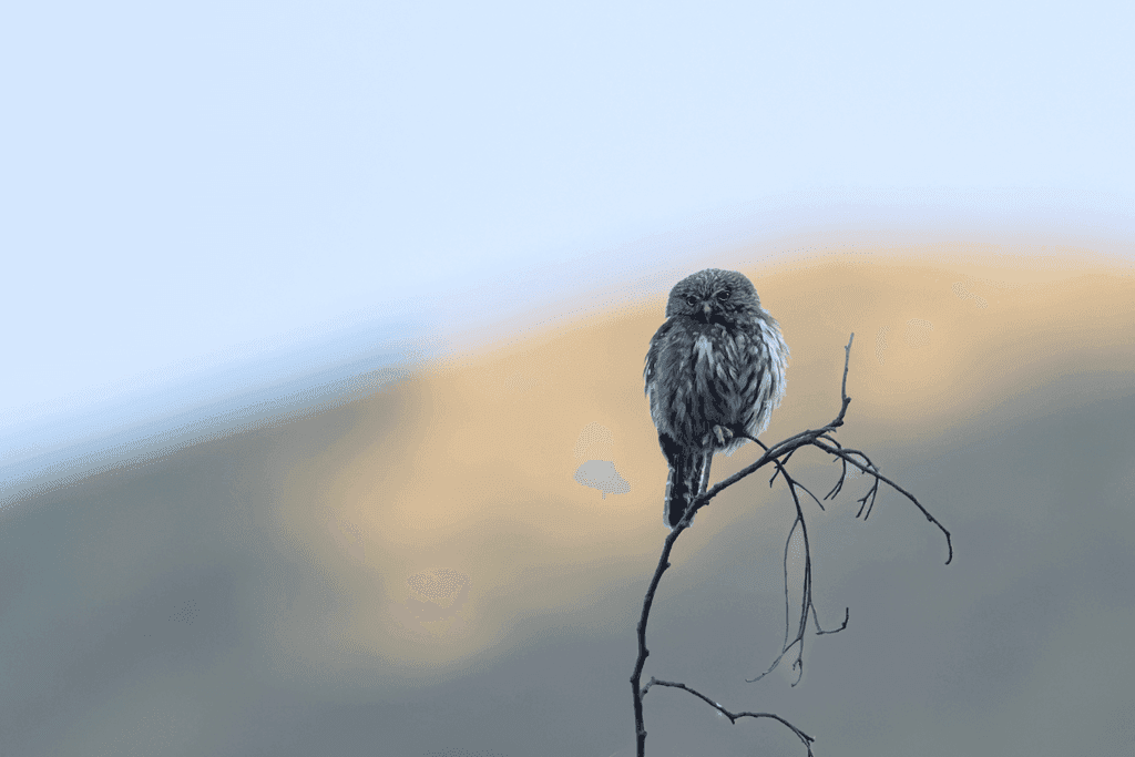 Peruvian Pygmy-Owl in the equatorial dry forest of northern Peru — Chaparrí birding tour, Lambayeque