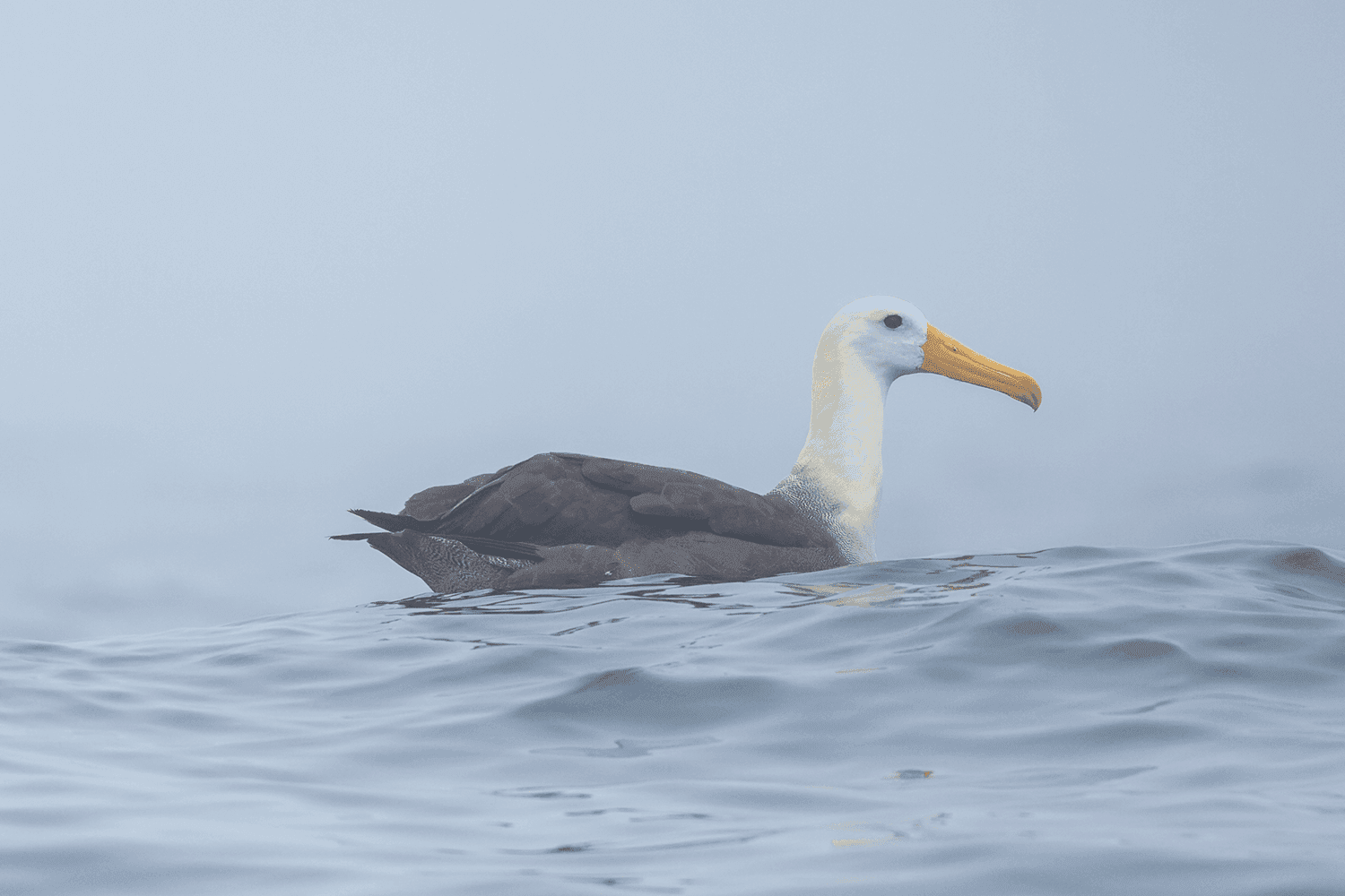 Pelagic Birding