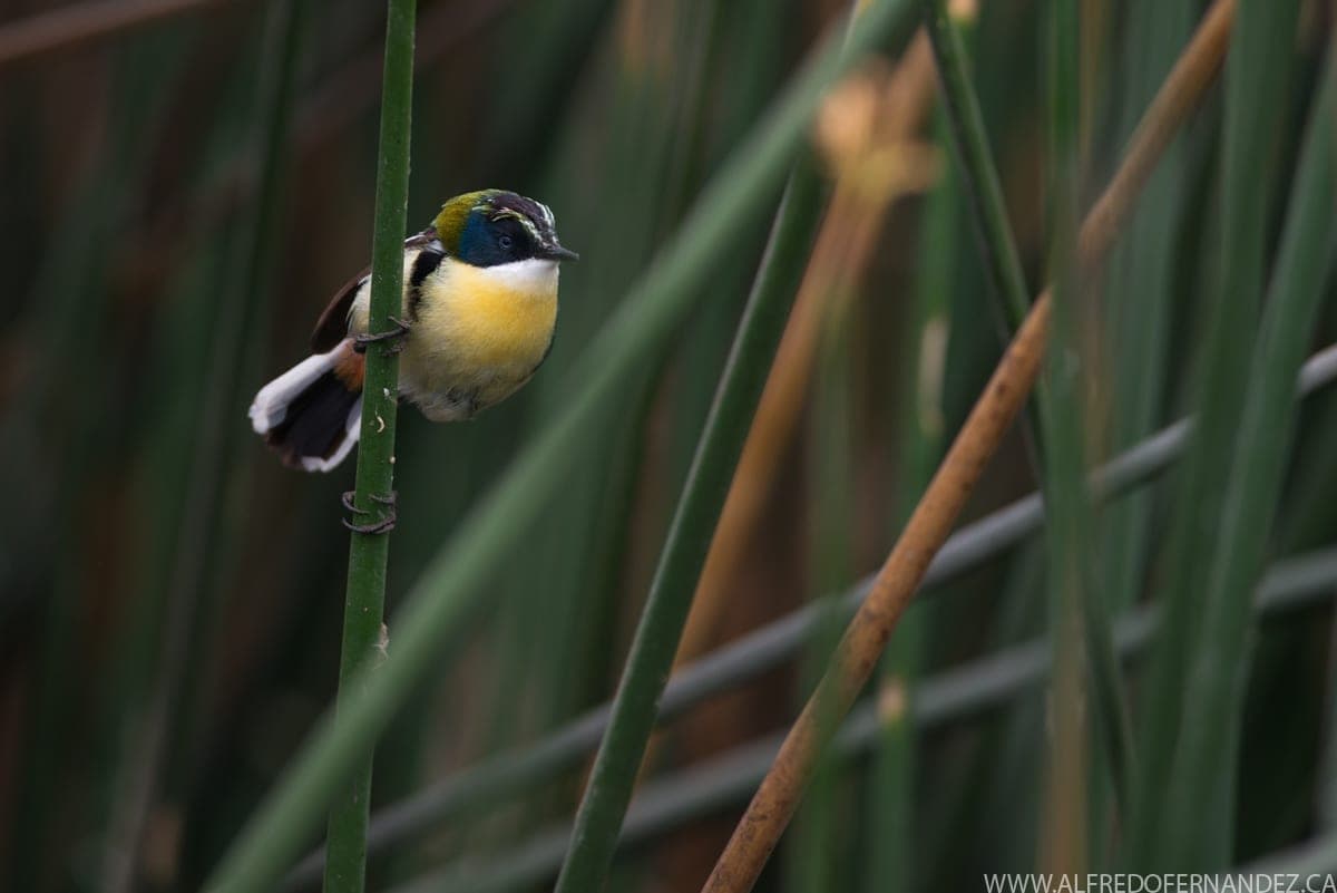 Ventanilla Marshes