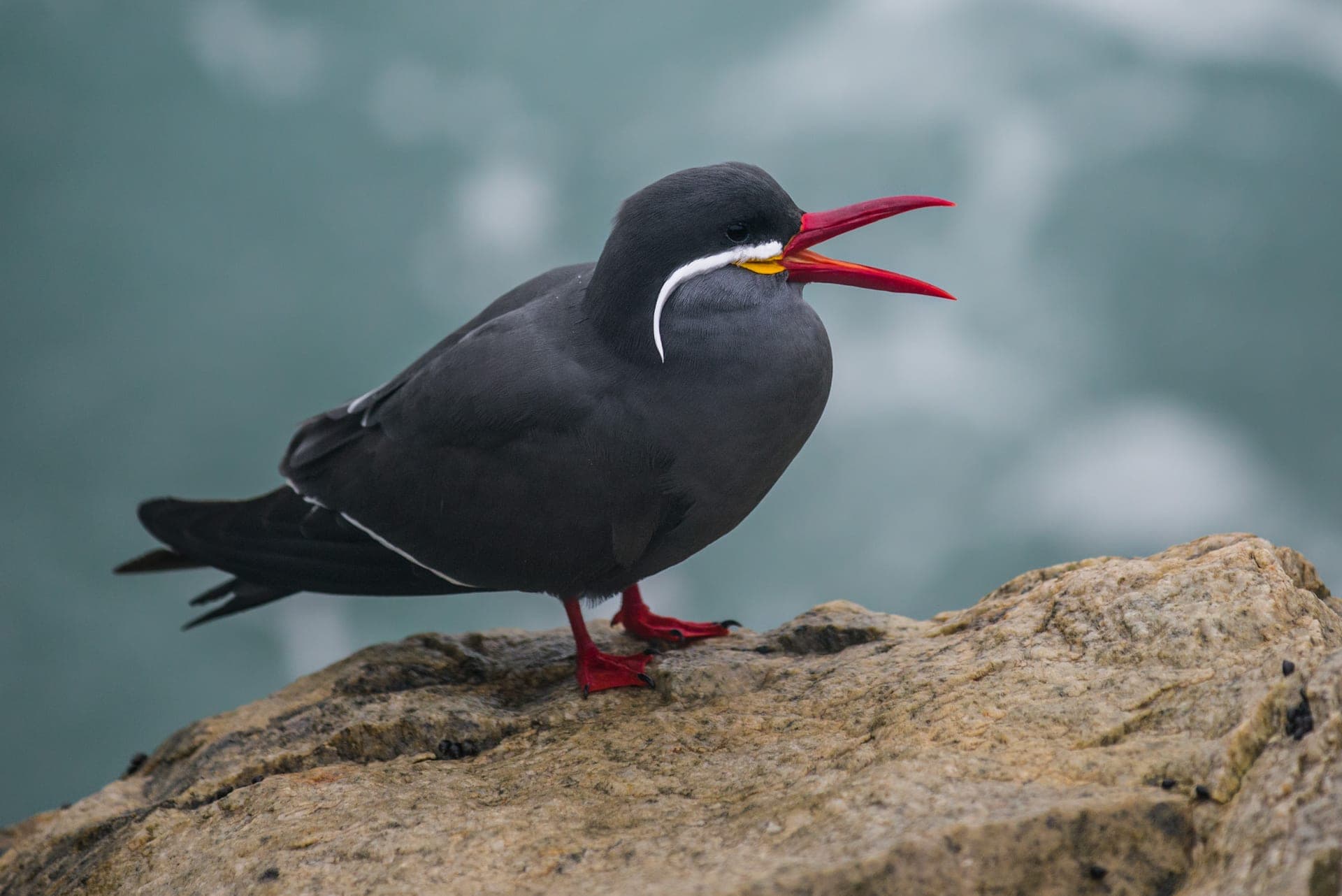 Inca Tern perched on a coastal rock near Lima — layover birding tour, Peru