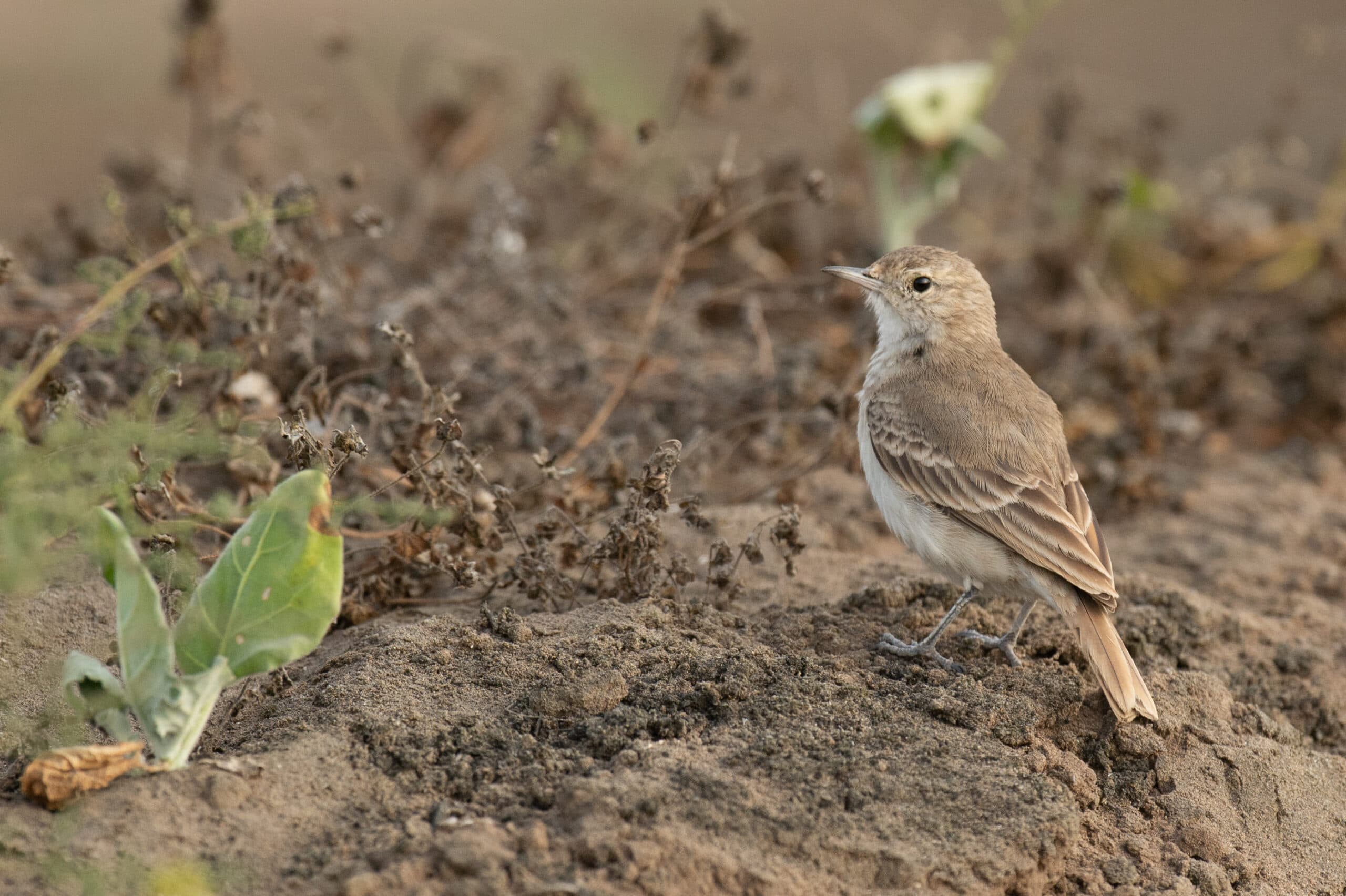 Lima’s Endemic Birds – Part 4: The Coastal Miner (Geositta peruviana)