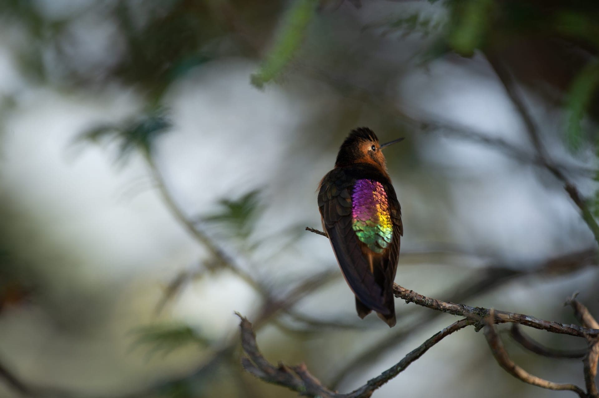 Sacred Valley Birding Tour
