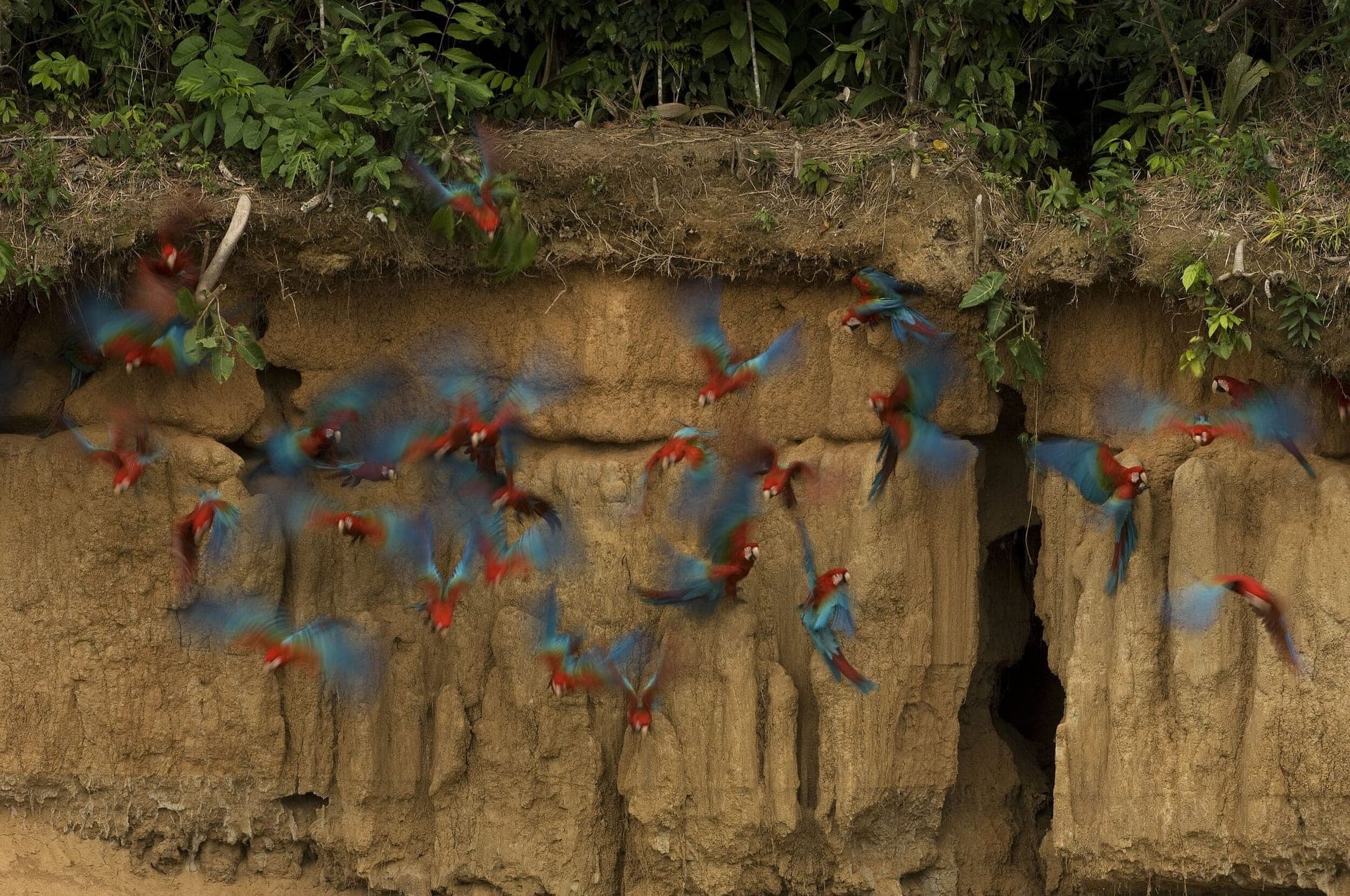 Tambopata Macaw Clay Lick