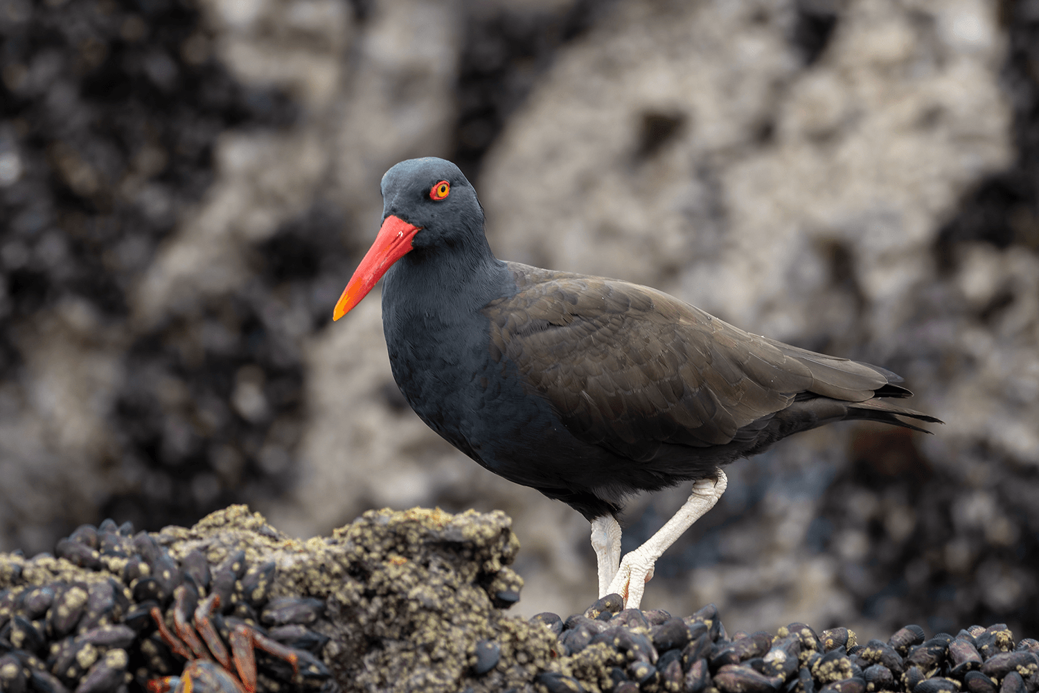 Blackish Oystercatcher on mussel-covered rocks at Pucusana, Lima