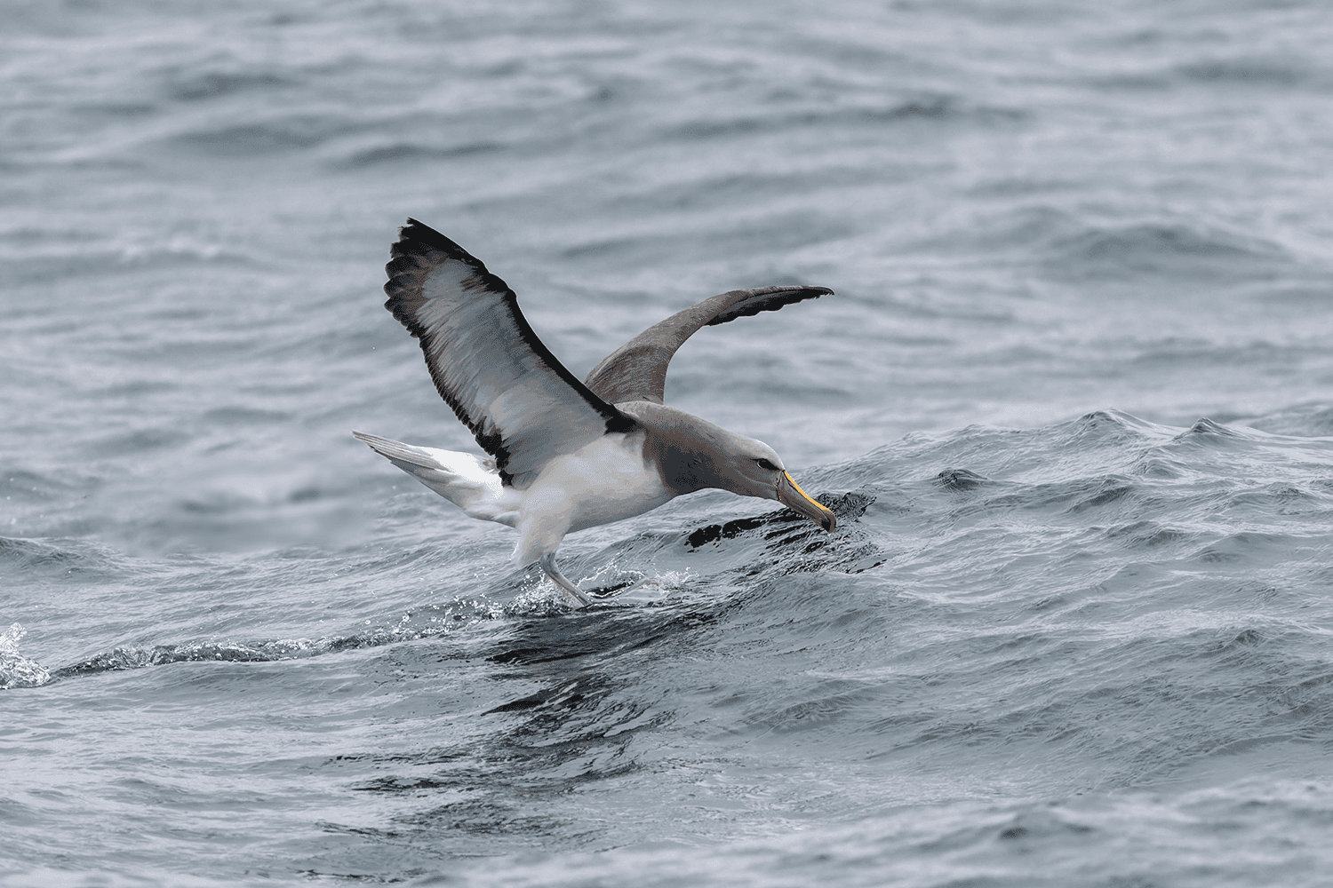 From the field — Wild Andes Tours