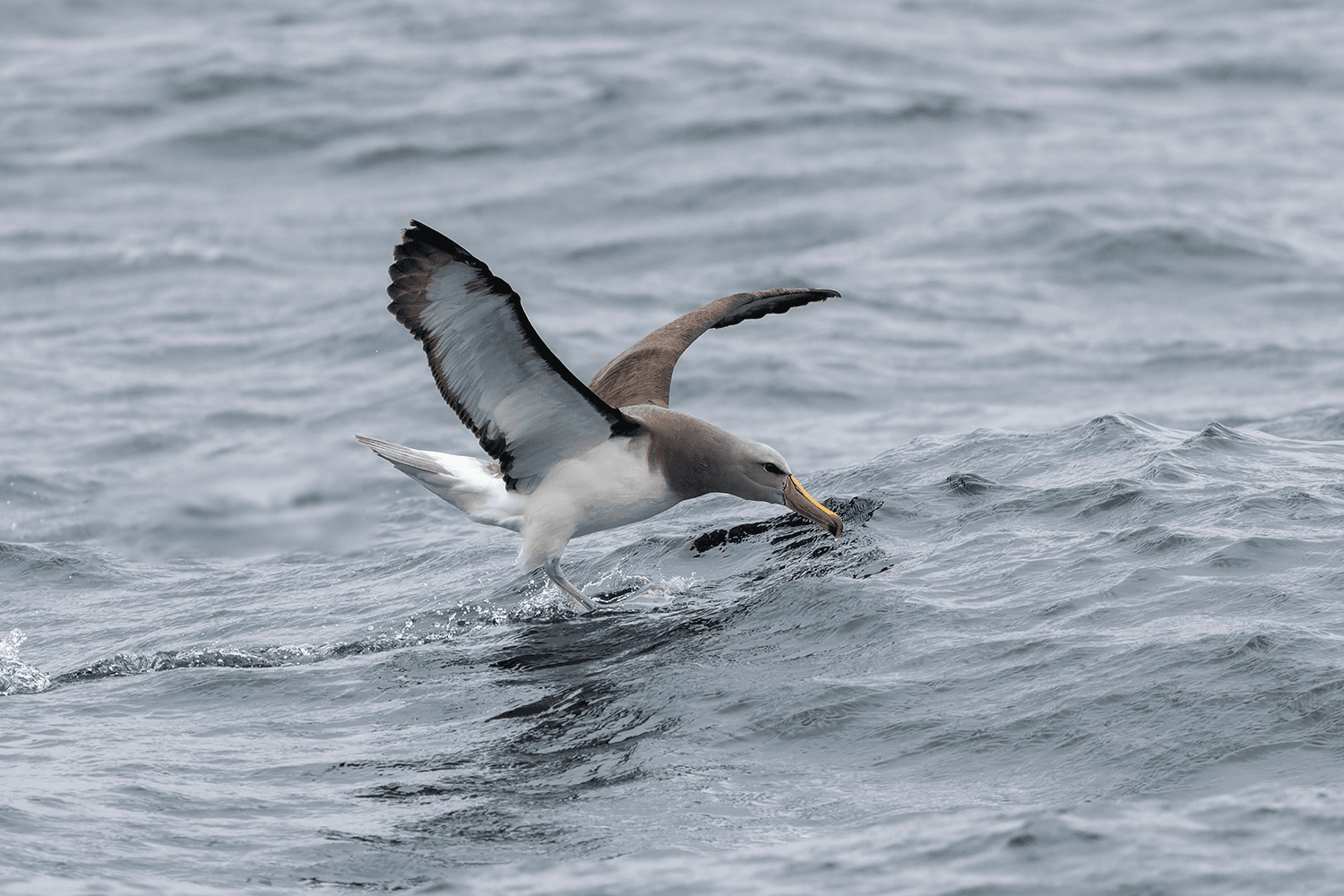 Exploring the Seabirds of Lima: Full Pelagic vs Mini-Pelagic with Wild Andes Tours
