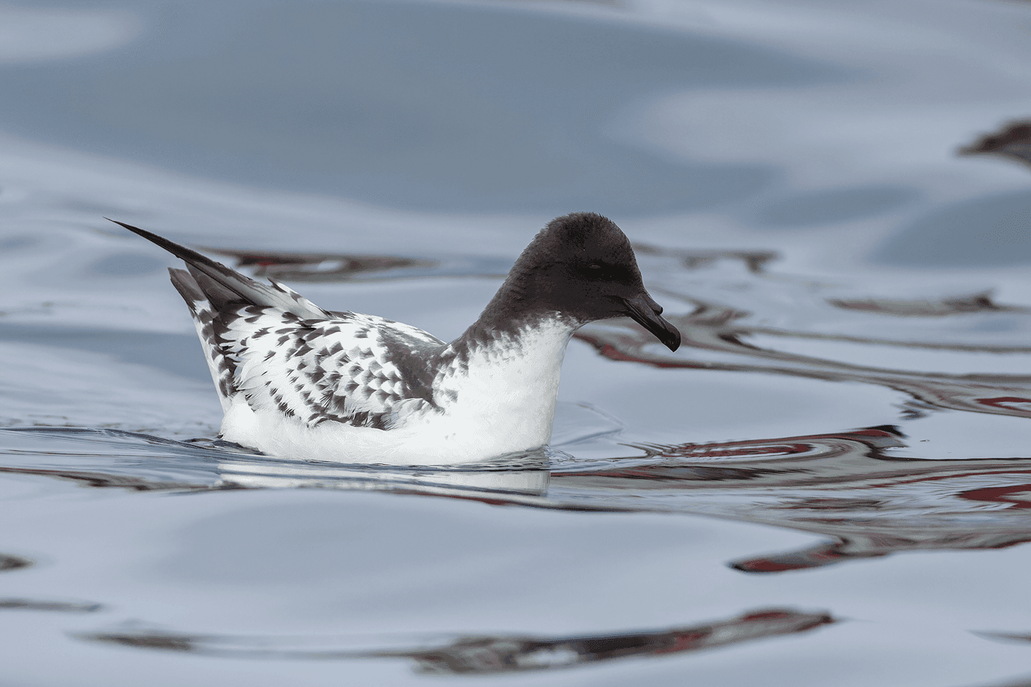 From the field — Wild Andes Tours
