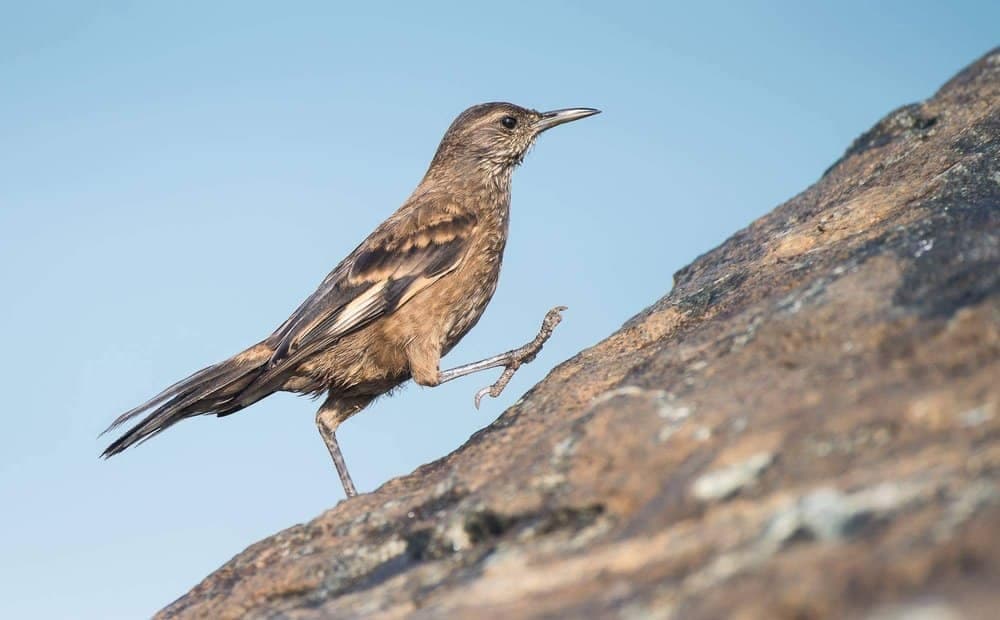 Lima’s Endemic Birds – Part 1: The Surf Cinclodes (Cinclodes taczanowskii)