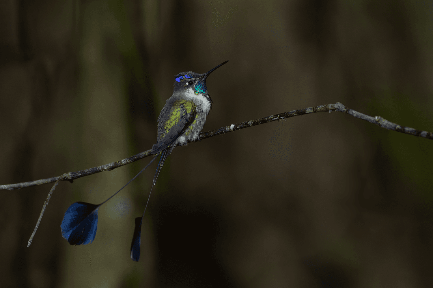 The Marvelous Spatuletail: A Guide to Huembo