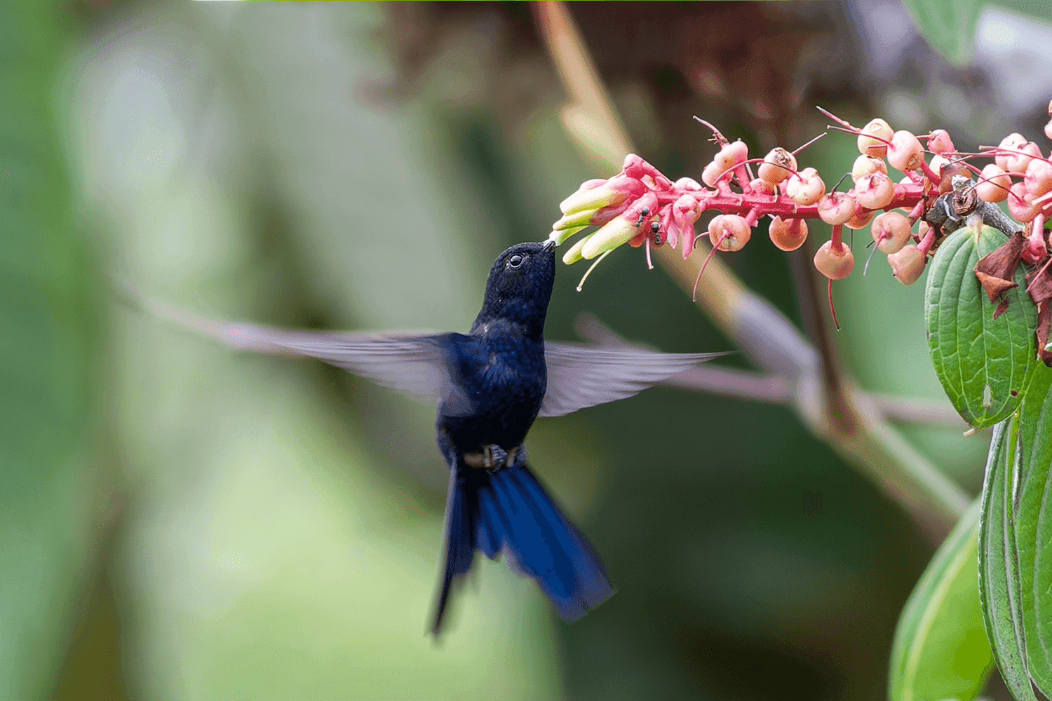Hummingbirds of Peru: A Field Guide