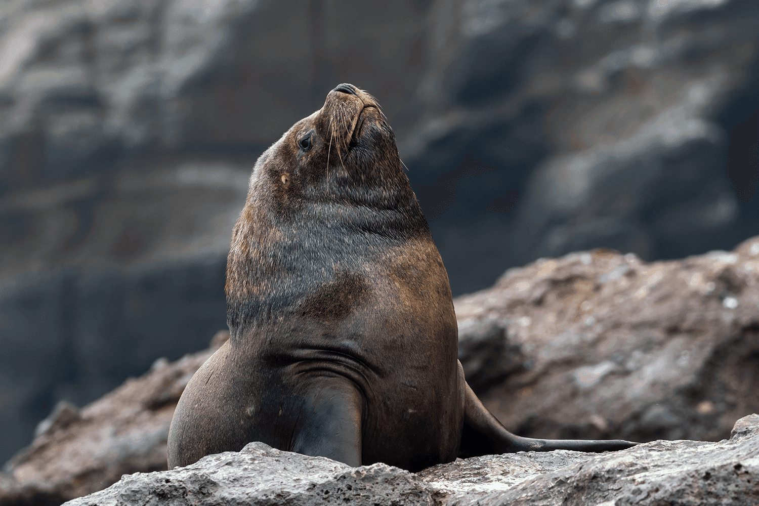 From the field — Wild Andes Tours