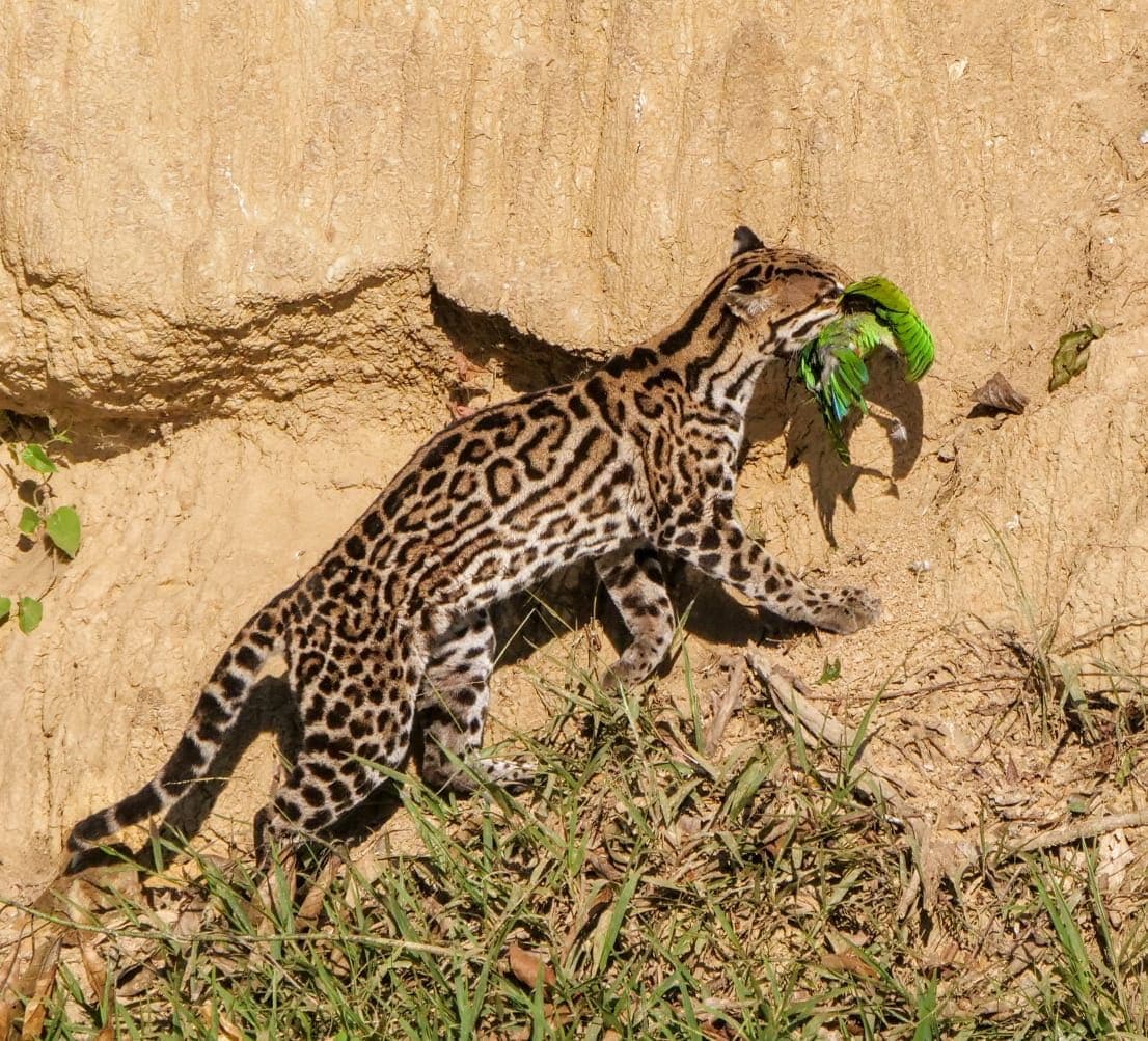 Manu National Park