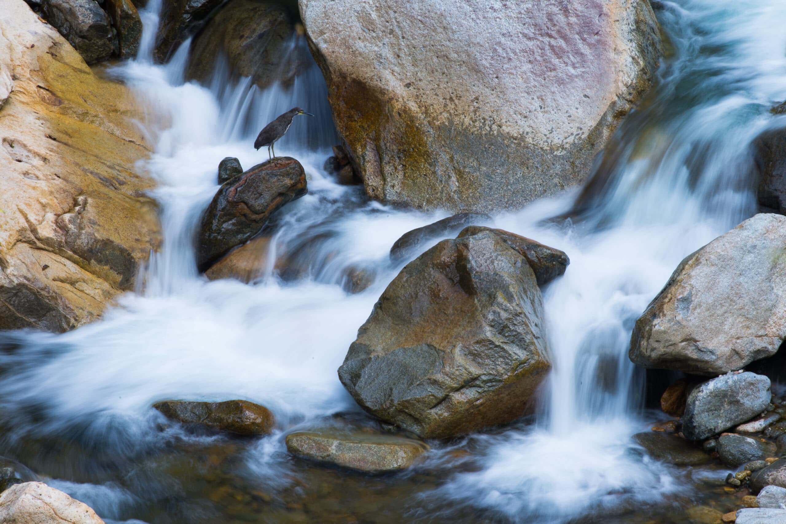 Heron hunting in a rushing Andean mountain stream, Peru