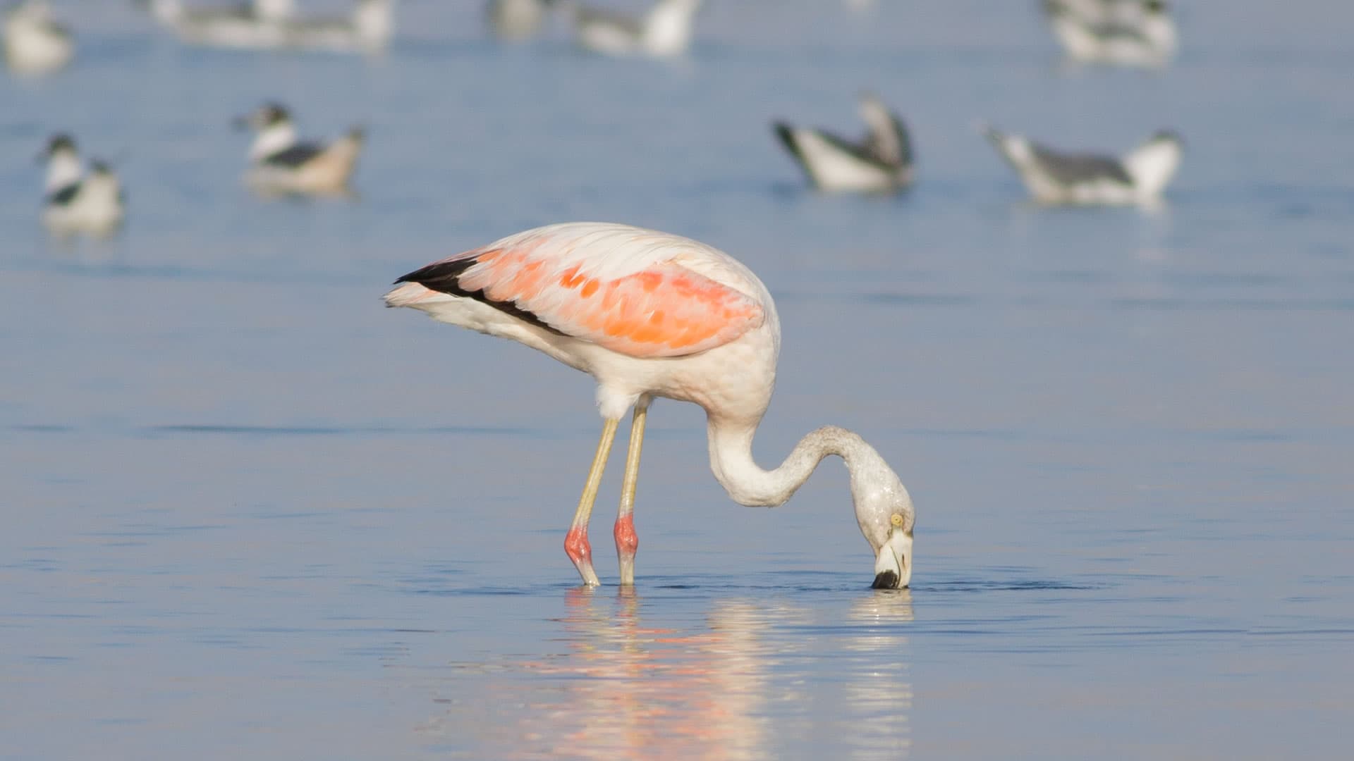 Chilean Flamingos at Paracas National Reserve, Peru