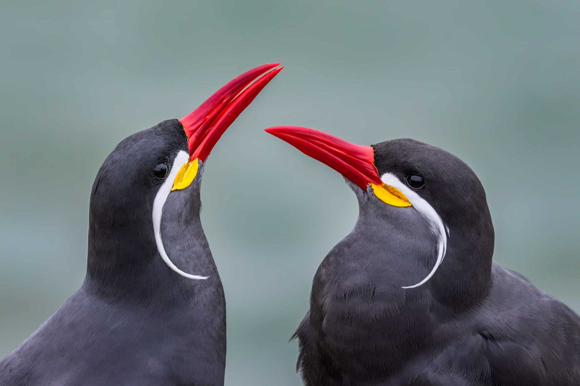 From the field — Wild Andes Tours