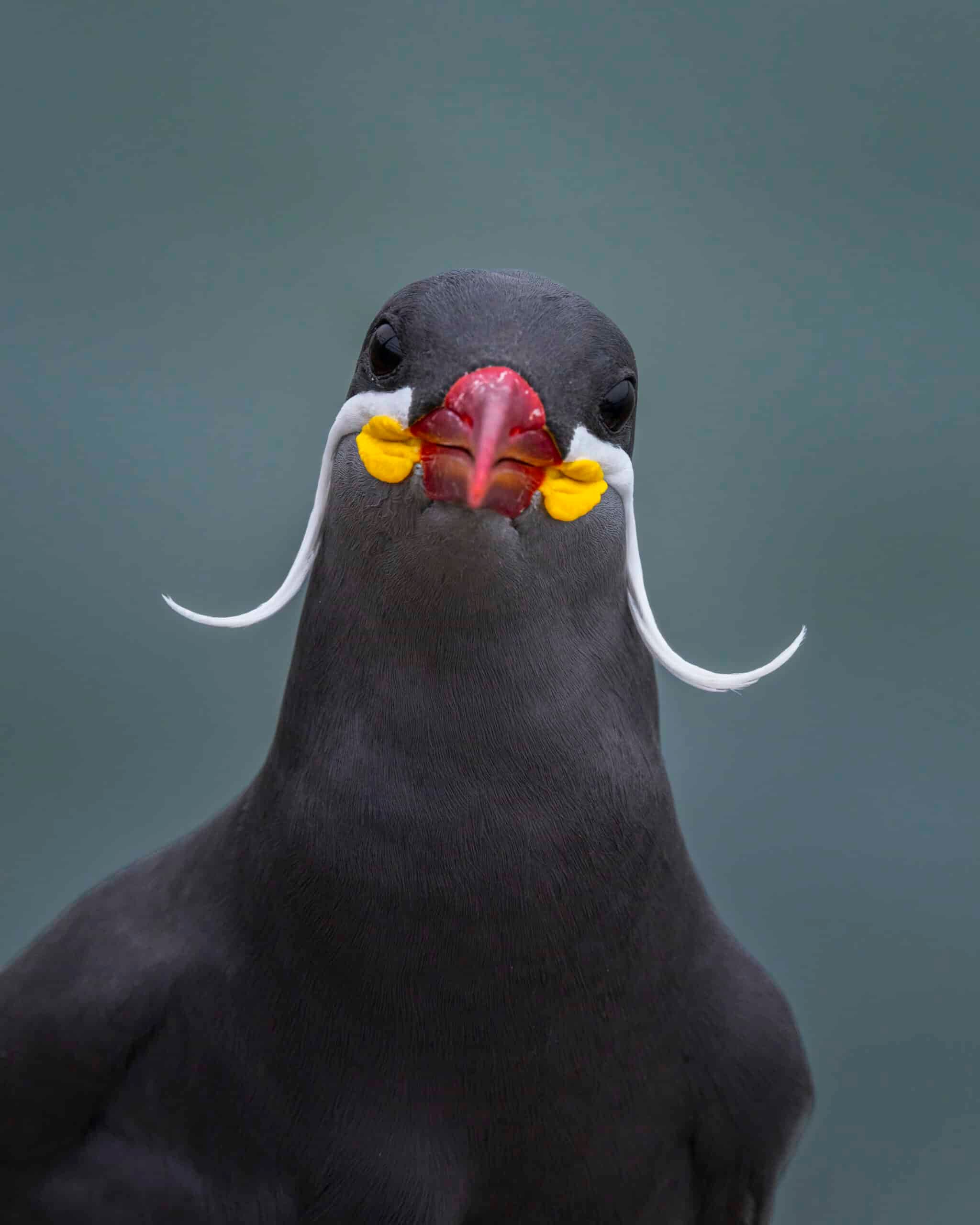Frontal portrait of an Inca Tern with its white moustache plumes, Lima
