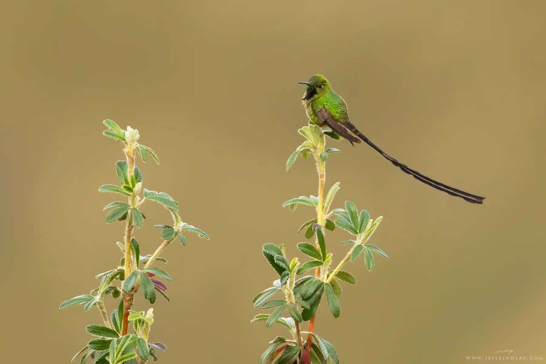 Trainbearer hummingbird with a long forked tail — cloud-forest birding near Machu Picchu, Peru