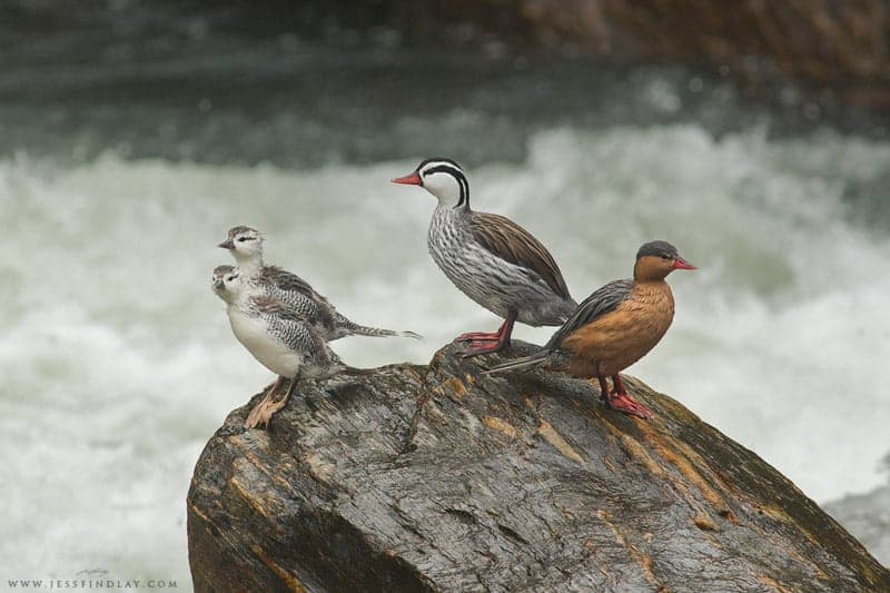 Torrent Ducks on the Santa Eulalia River - birding & photography tour from Lima, Peru