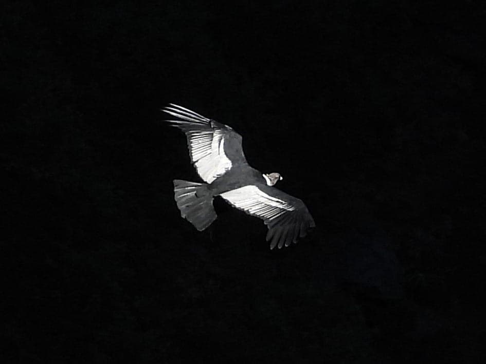 Apurímac Canyon Condors (Chonta)