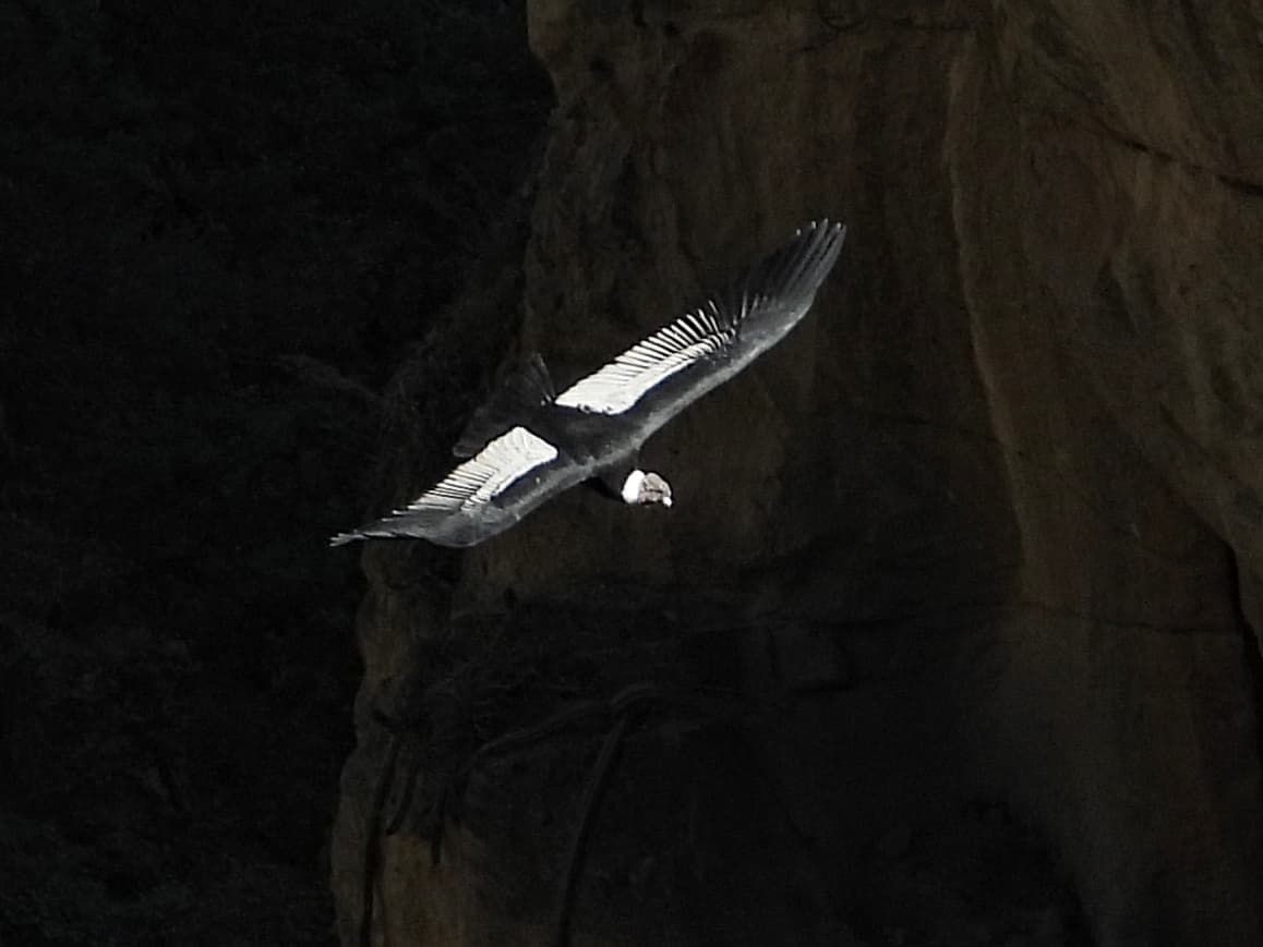 2-Day Condors & Apurímac Endemics