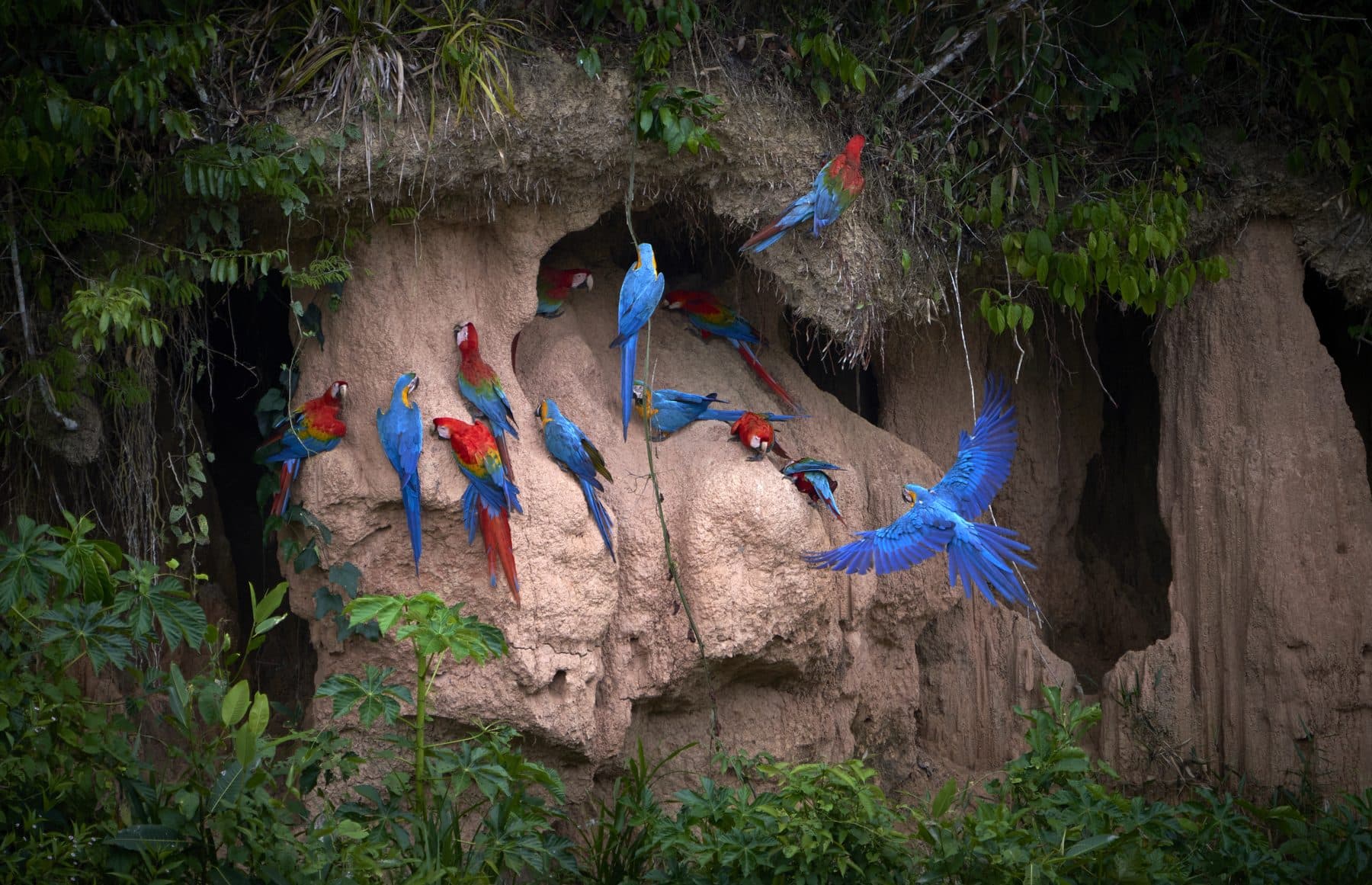 Tambopata Macaw Clay Lick