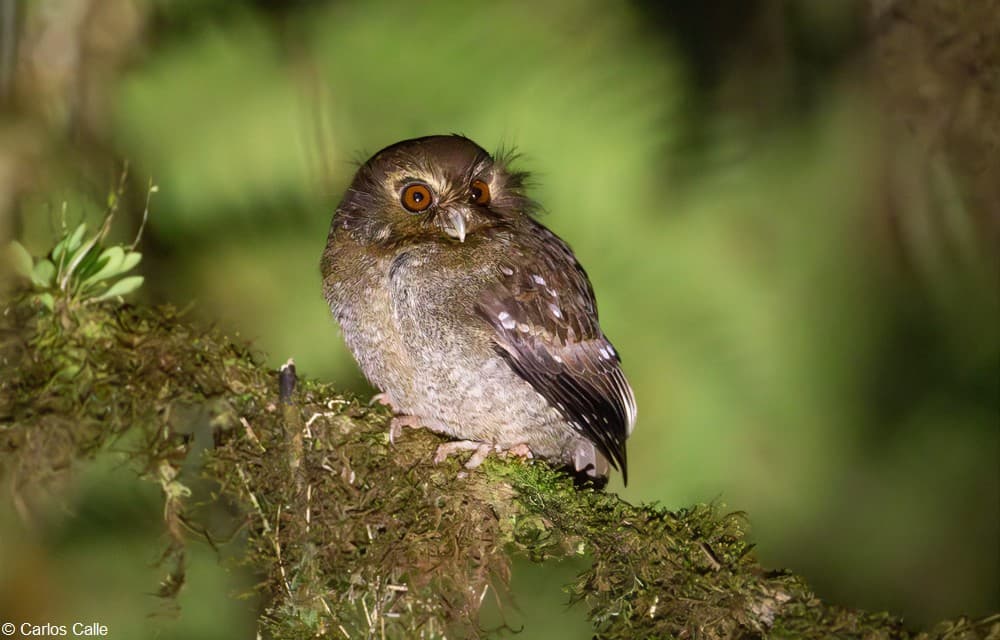 9-Day Spatuletail & Owlet