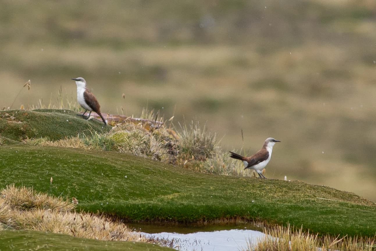 Pair of White-bellied Cinclodes on a cushion bog — Central Peru birding circuit