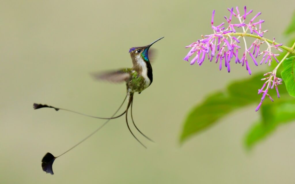 Hummingbirds of Northern Peru