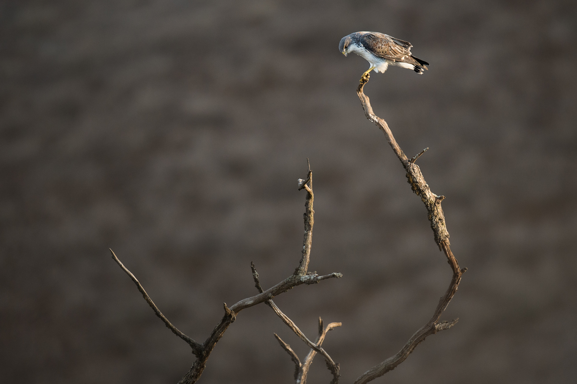 Variable Hawk Lomas de Lachay Birding Tour