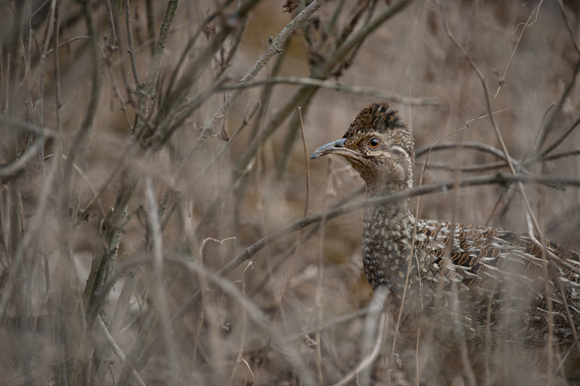 Andean Tinamou Lomas de Lachay Birding Tour