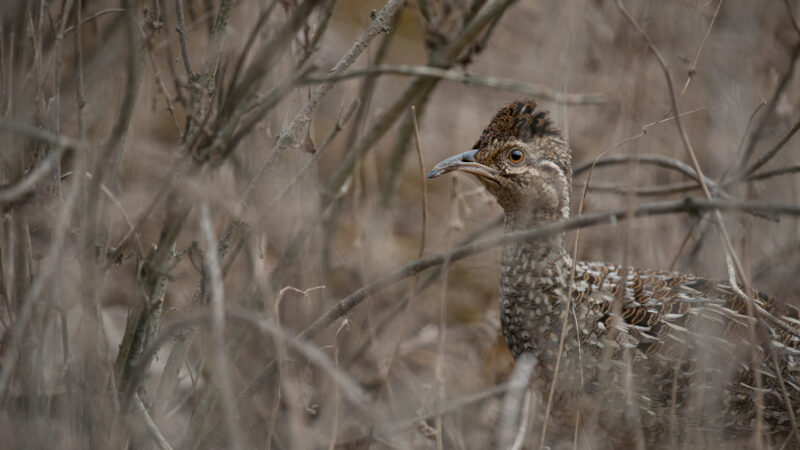 Andean Tinamou - Lomas de Lachay, Peru