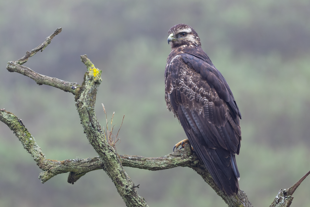 Black Chested Buzzard Eagle Lomas de Lachay Tour