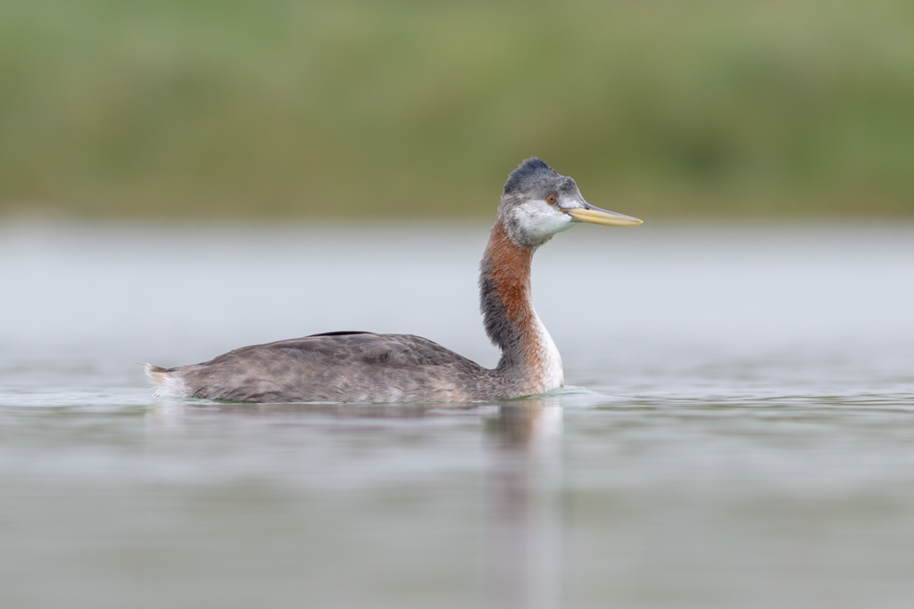 GREAT GREBE PANTANOS DE VILLA