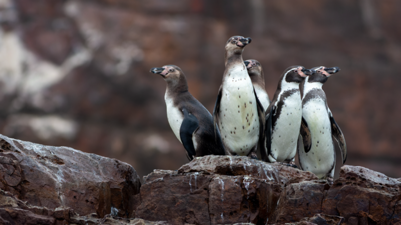 Humboldt Penguin - Wild Andes Birding Tours, Lima