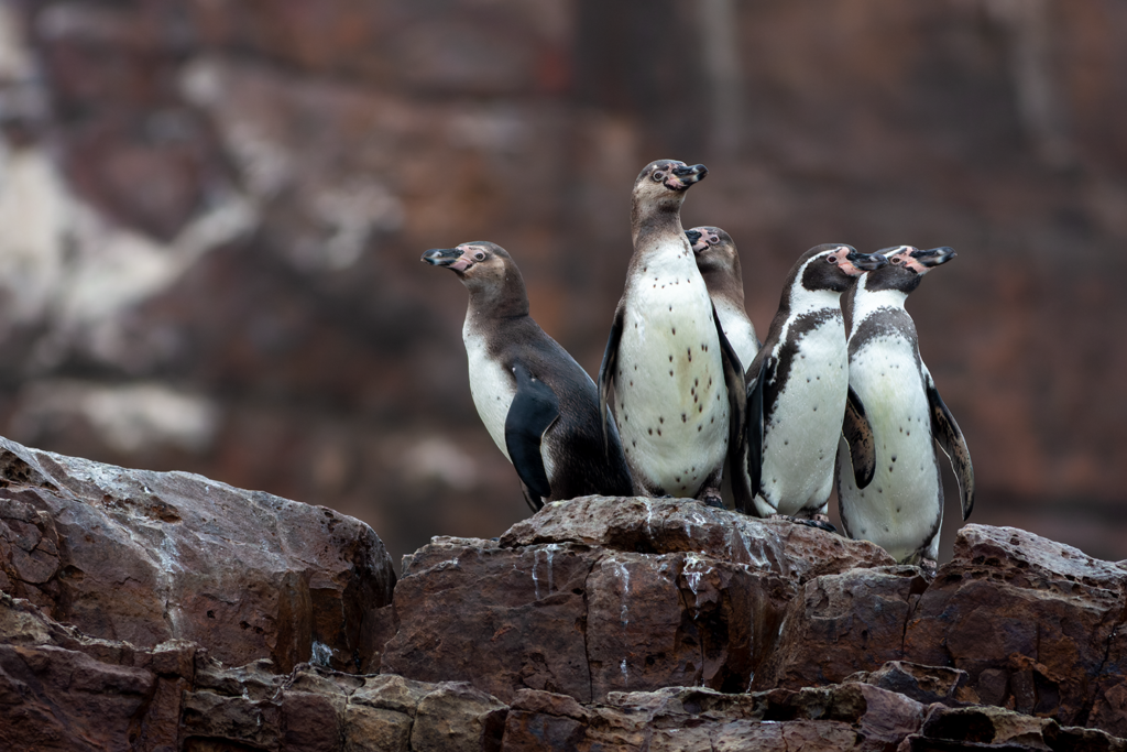 Humboldt Penguin Pelagic Tour Peru