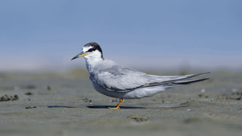 PERUVIAN TERN BIRDING TOUR PARACAS