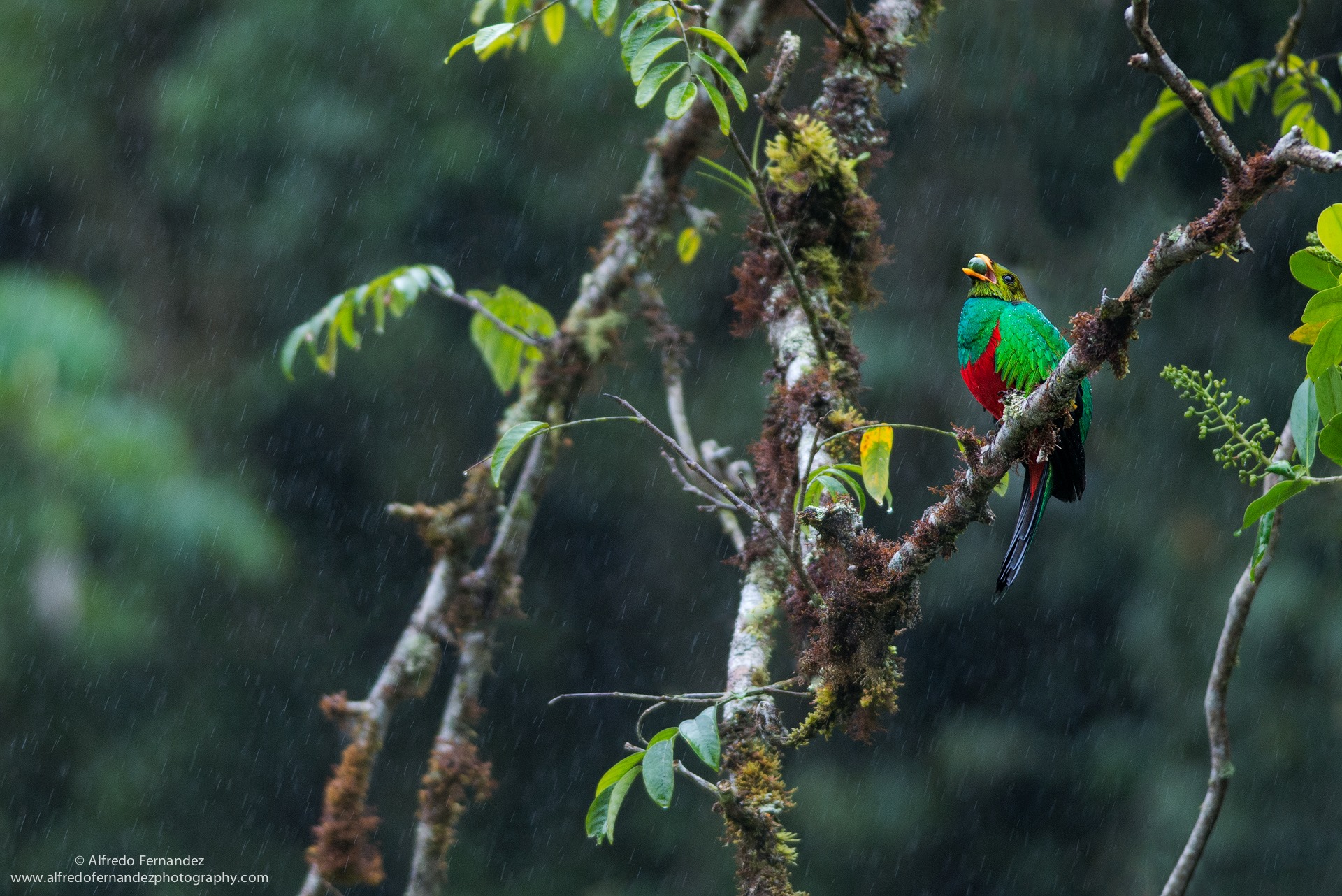 Golden-headed Quetzal Northern Peru