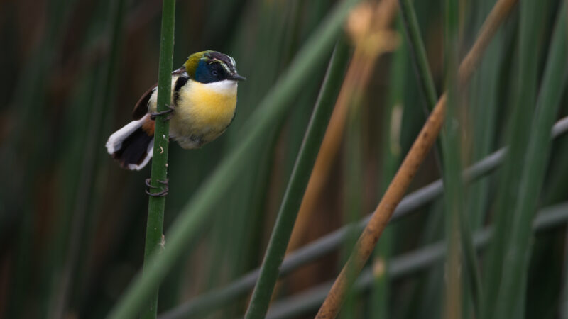 Many-Colored Rush-Tyrant - Wild Andes Birding Tour, Lima