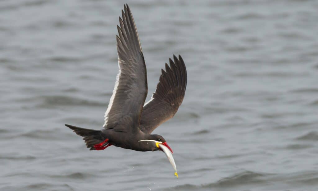 Inca Tern Lima Birding Tours