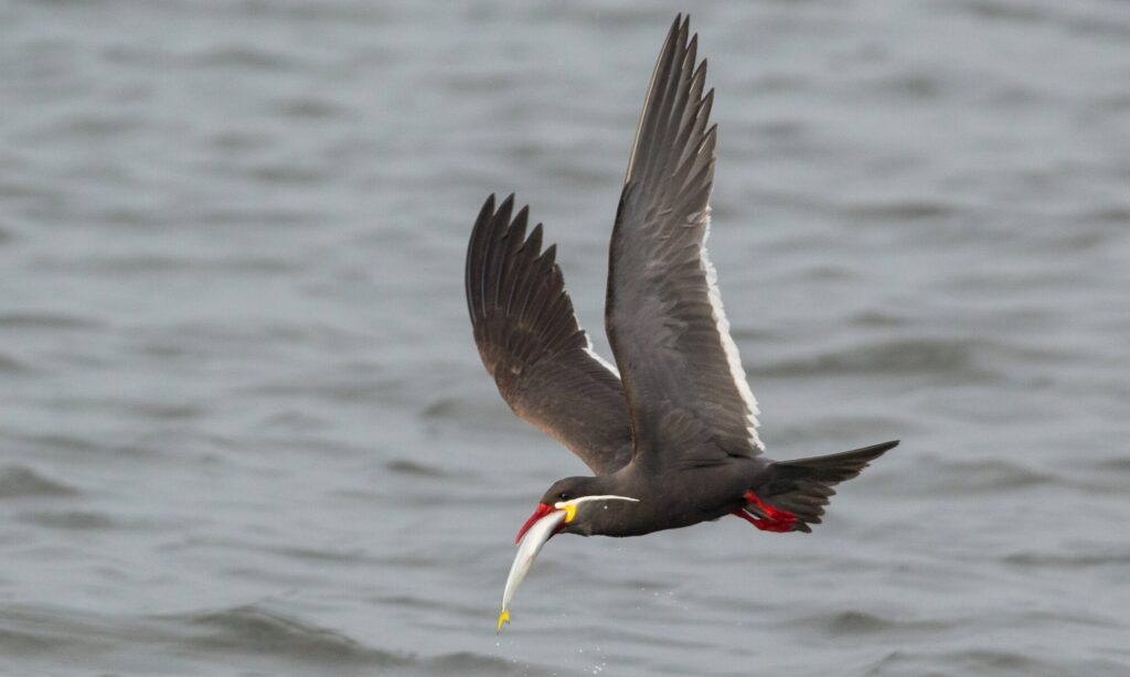 Inca Tern Lima Birding Tours