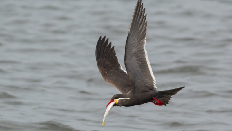 Inca Tern Lima Birding Tours
