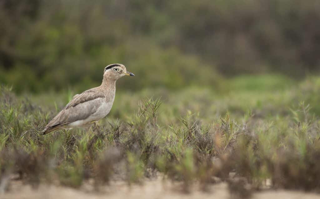 Coastal Birding in Lima