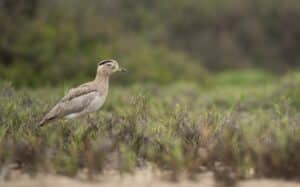 Peruvian Thick-Knee - Wild Andes Birding Tours, Lima