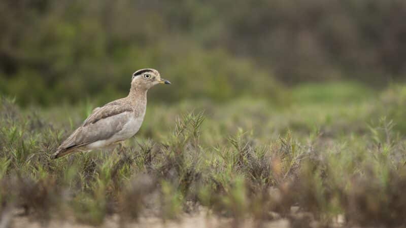 Peruvian Thick-Knee - Wild Andes Birding Tours, Lima