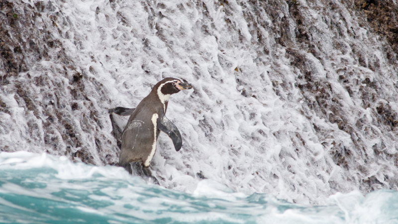 Humboldt Penguin
