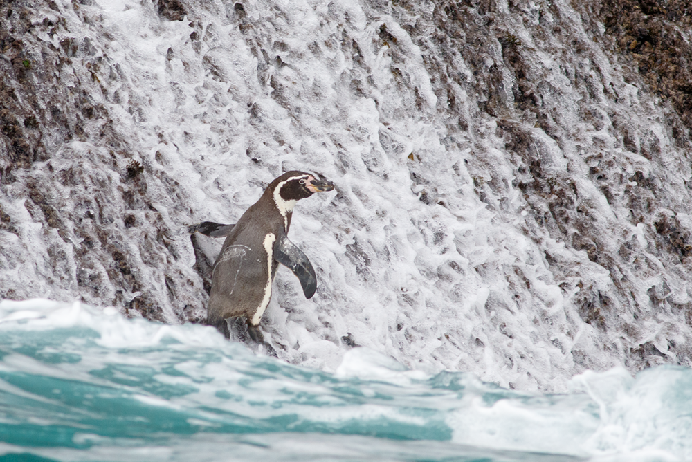 Humboldt Penguin