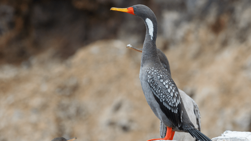 Red-legged Cormorant - Pantanos de Villa & Pucusana Birding Tour