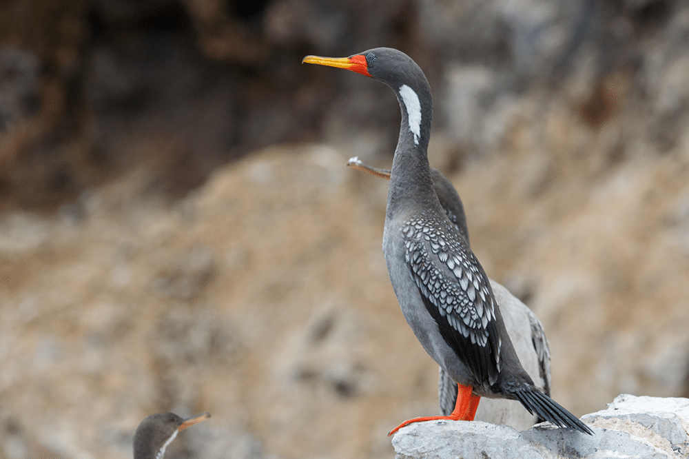 Red-legged Cormorant