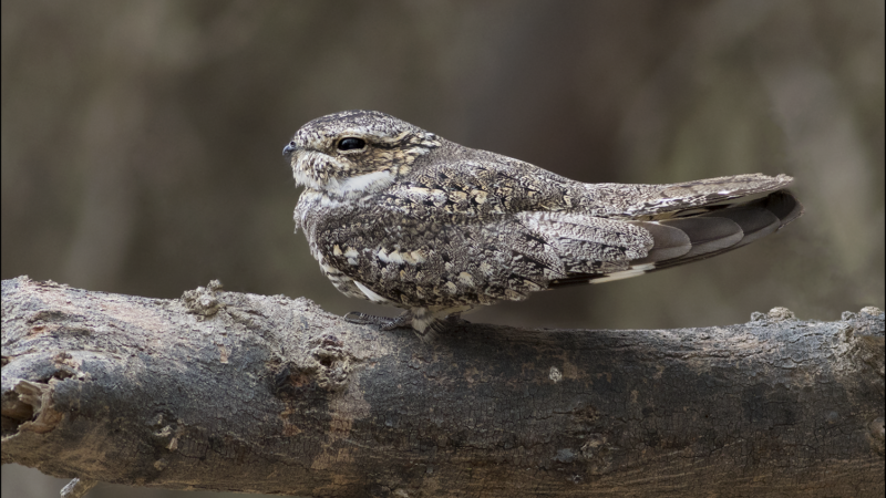 Lesser Nighthawk - Wild Andes Tours, Lima